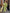 Oversized Trench Coat for Women - Belted - Image 1