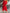 Wrap Midi Dress for Women - V-Neck Belted - Image 9