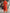 Wrap Midi Dress for Women - V-Neck Belted - Image 11