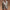 Aviator Jacket for Women - Belted - Image 5